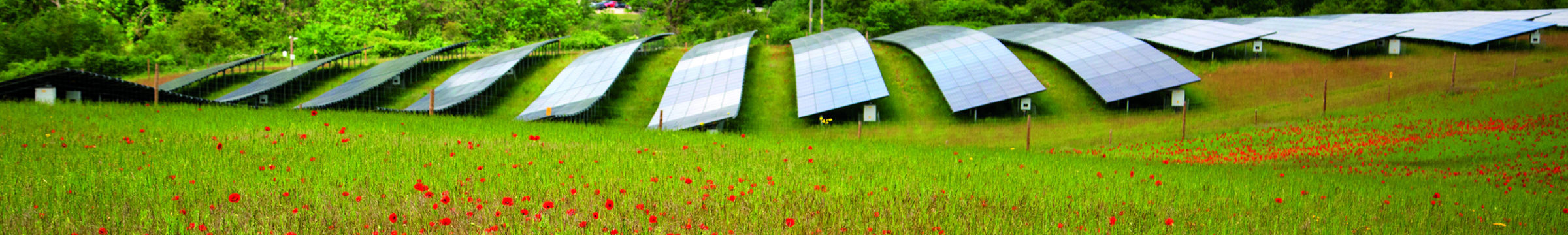 Field with solar panels and flowers.